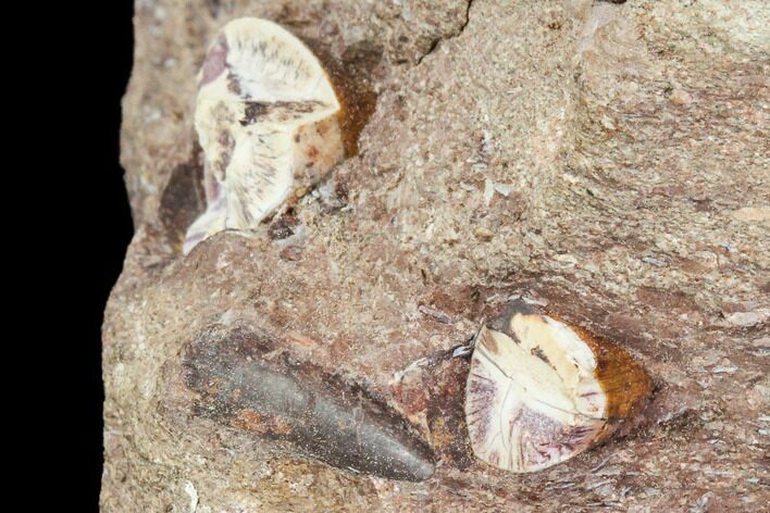 Phytosaur (Redondasaurus) Teeth In Sandstone - New Mexico #107065
